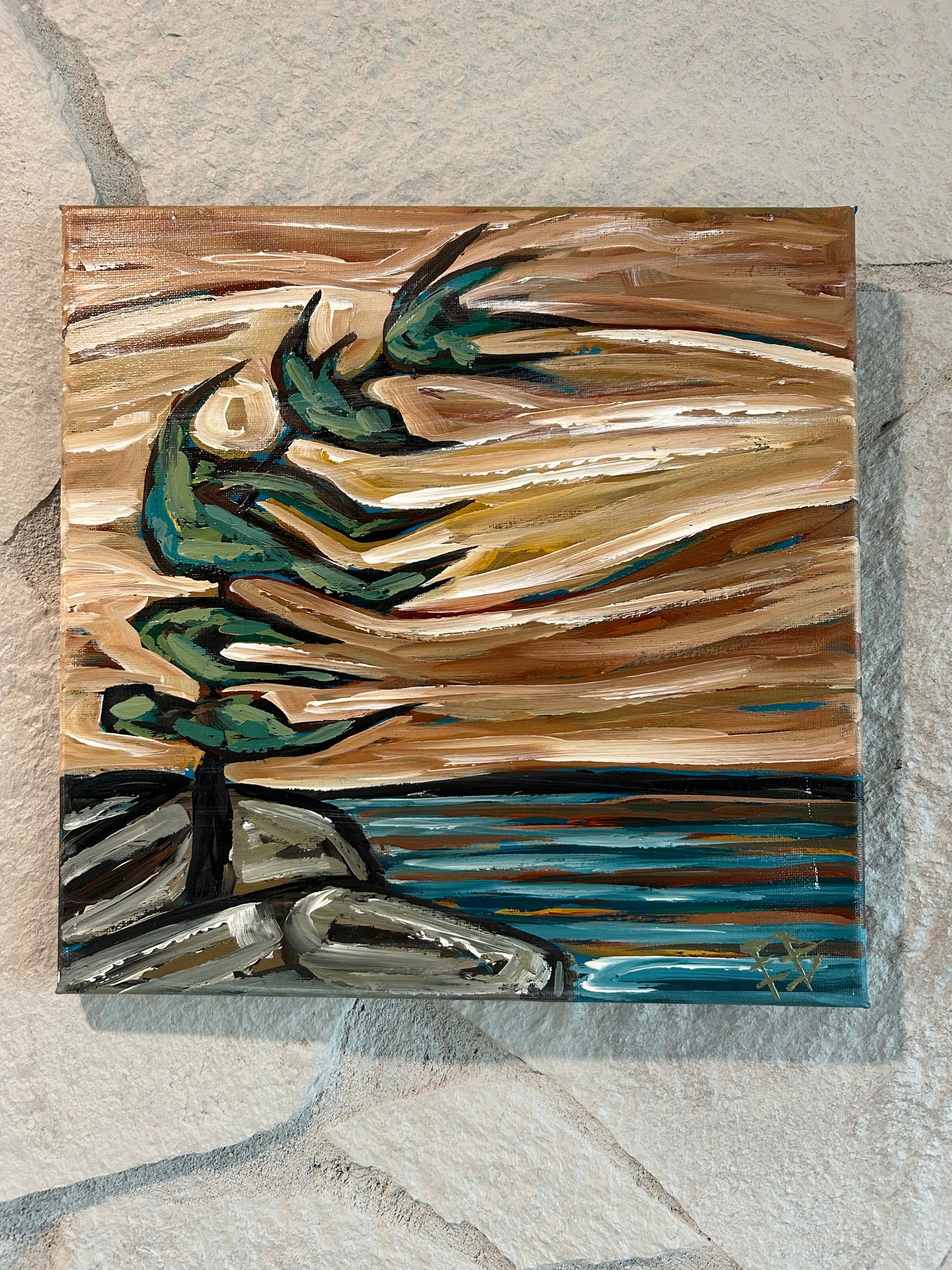 Windswept pine 1